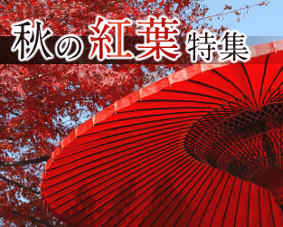 秋の紅葉特集