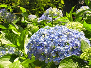 和歌山県植物公園緑花センター 旅の事ならtic Wakayamaゆたか旅案内所へ 各種旅行手配