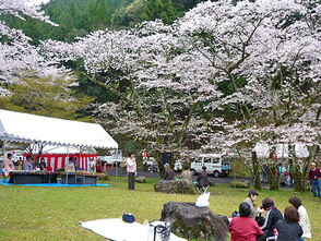 <p>花見客で賑わうイベント広場</p>
