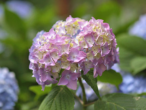 <p>薄いピンク色に色づいた紫陽花</p>
