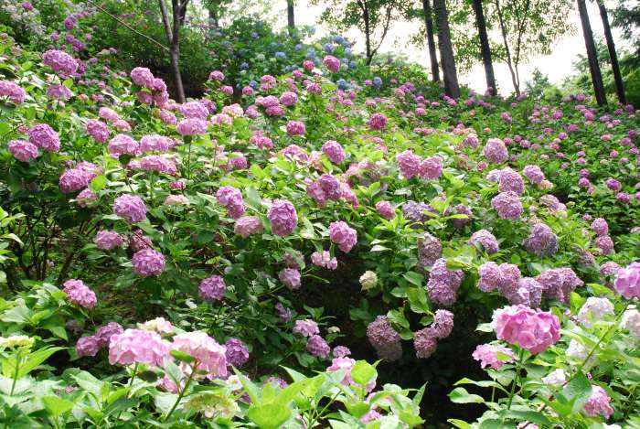 あじさい曼荼羅園 旅の事ならtic Wakayamaへ 各種旅行手配